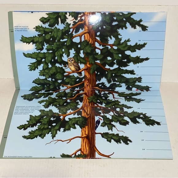 2004 Golden Gate National Parks Conservancy Tallest Tree 6 Foot Growth Chart - Picture 5 of 16